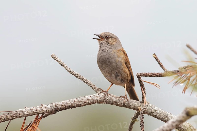 Dunnock (Prunella modularis) male singing, Switzerland, Europe