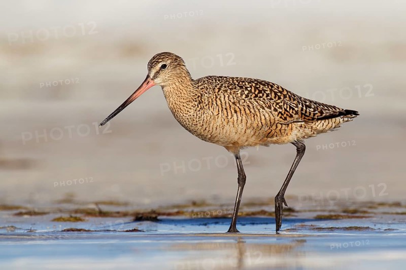 Marbled Godwit (Limosa fedoa), Florida, USA, North America