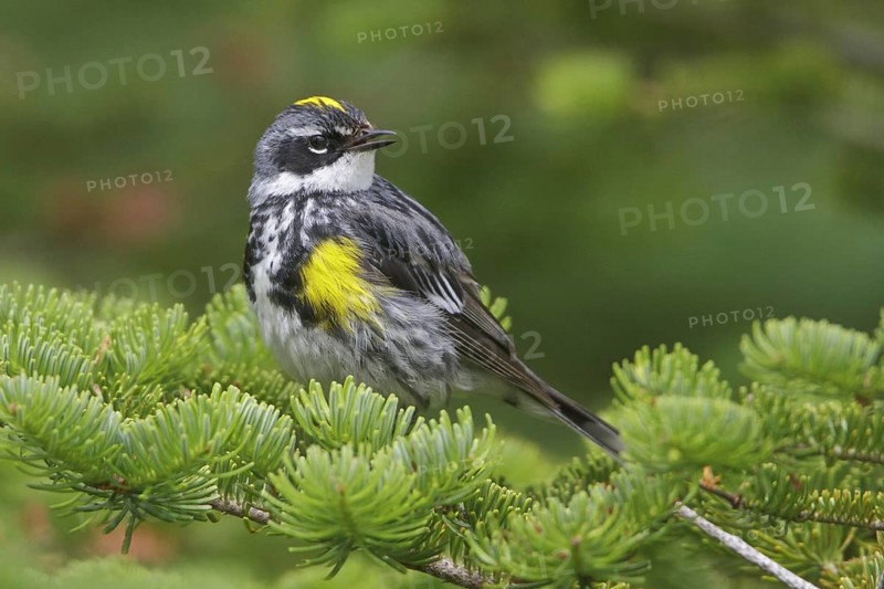 Myrtle Warbler (Setophaga coronata coronata), Newfoundland, Canada, North America