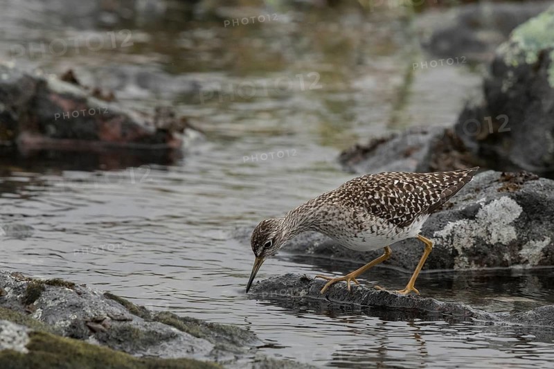 Wood Sandpiper (Tringa glareola), Dalarna, Sweden, Europe