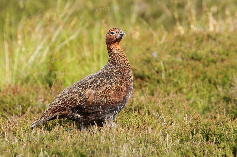 Red Grouse (Lagopus lagopus scotica), Scottish Highlands, United Kingdom, Europe