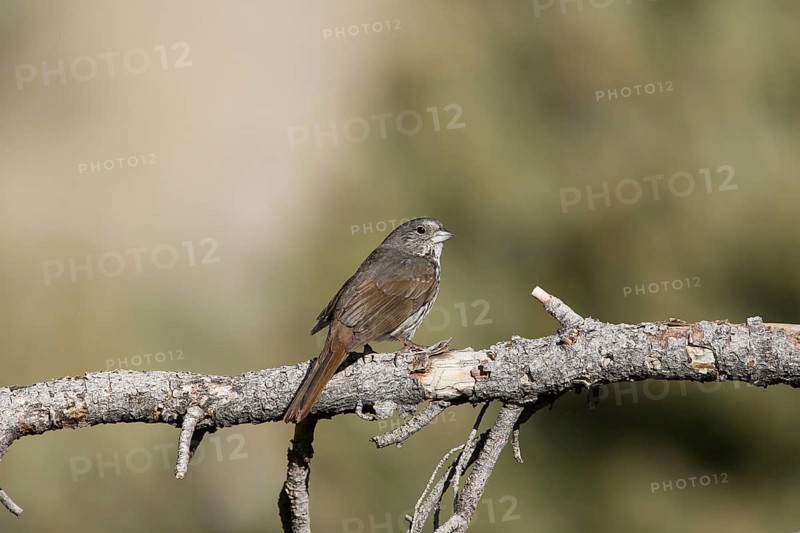 Slate-colored Fox Sparrow (Passerella schistacea canescens) male, California, USA, North America