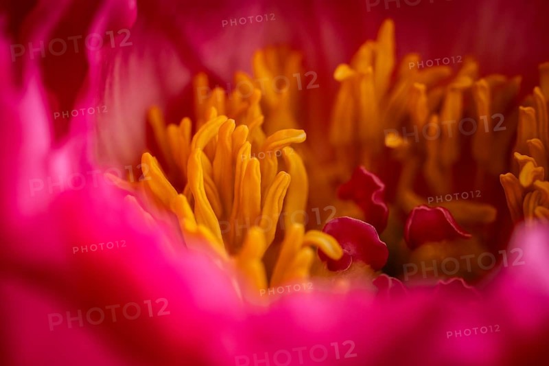 Stamens, petals, pink peony (Paeonia)
