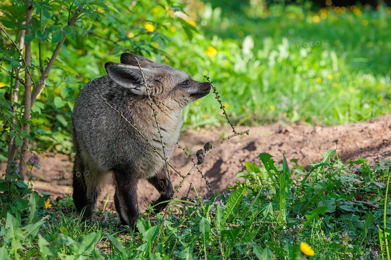 A Bat-eared fox (Otocyon megalotis) stands next to a sandy place in a green meadow on a sunny day