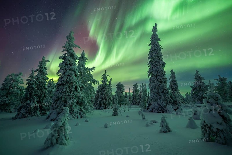 Northern lights over winter landscape, snow-covered trees, Riisitunturi National Park, Posio, Lapland, Finland, Europe