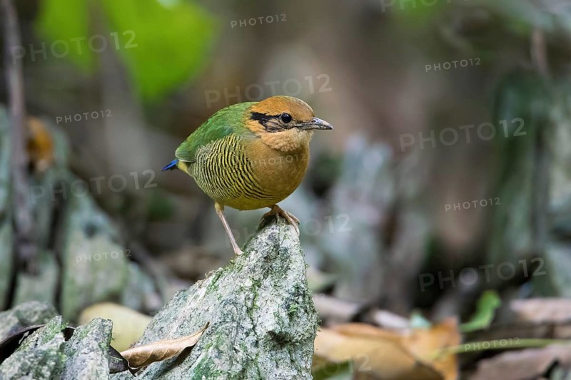 Bar-bellied Pitta (Hydrornis elliotii) female perched on the ground, Cuc Phuong, Vietnam, Asia