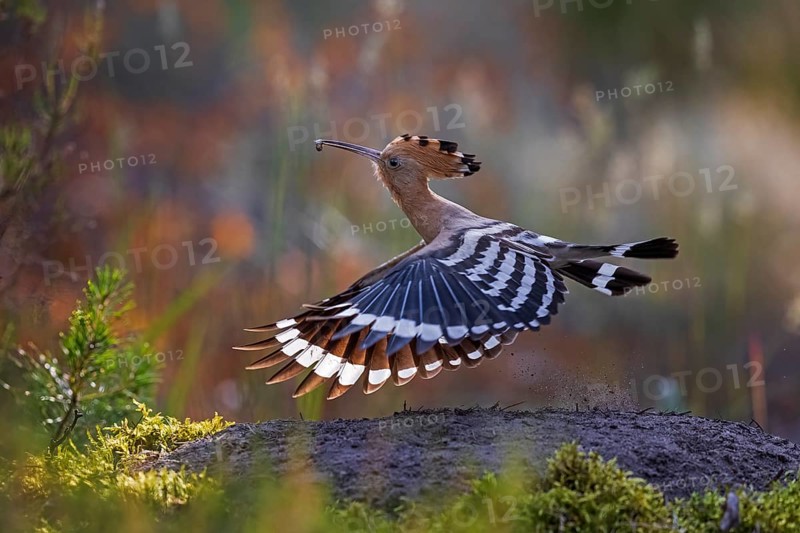 Eurasian Hoopoe (Upupa epops) flying with food in its beak, Saxony, Germany, Europe