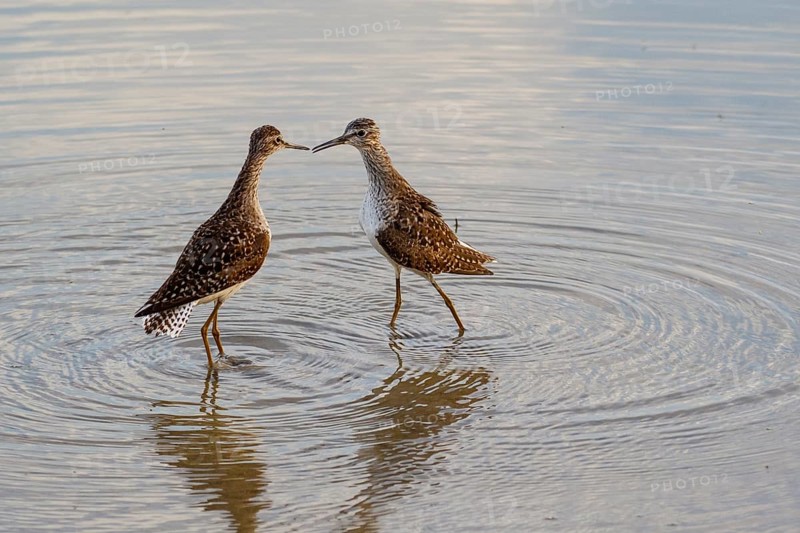 Wood Sandpiper (Tringa glareola), Mallorca, Spain, Europe