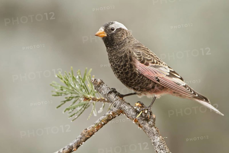 Black Rosy Finch (Leucosticte atrata), New Mexico, USA, North America