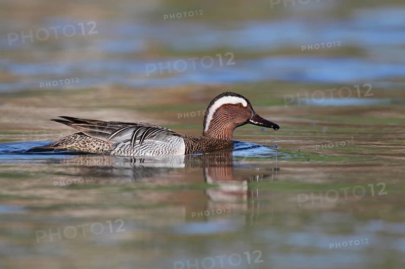Garganey (Spatula querquedula) male, Aargau, Switzerland, Europe