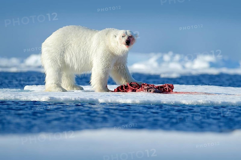 Polar bear on the ice. Surfacing dangerous polar bear in ice with seal carcass. Wildlife action scene from Arctic nature. Bloody scene with red blood skeleton of seal. Snow on ice, Russia. Blue ice