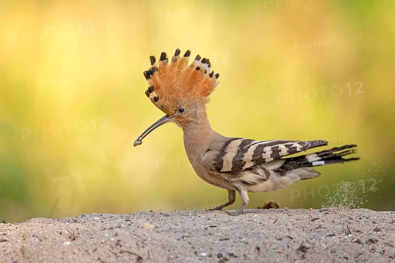 Eurasian Hoopoe (Upupa epops) foraging, Saxony-Anhalt, Germany, Europe
