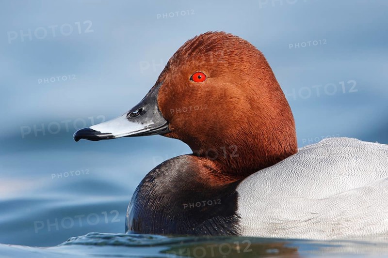 Common Pochard (Aythya ferina) male, Baden-Wuerttemberg, Germany, Europe
