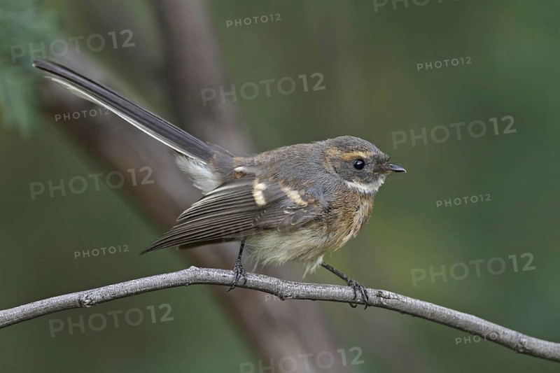 Grey Fantail (Rhipidura albiscapa) juvenile, Victoria, Australia, Oceania