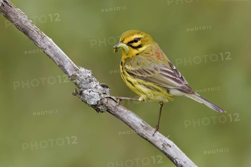 Prairie Warbler (Setophaga discolor) male, Ontario, Canada, North America
