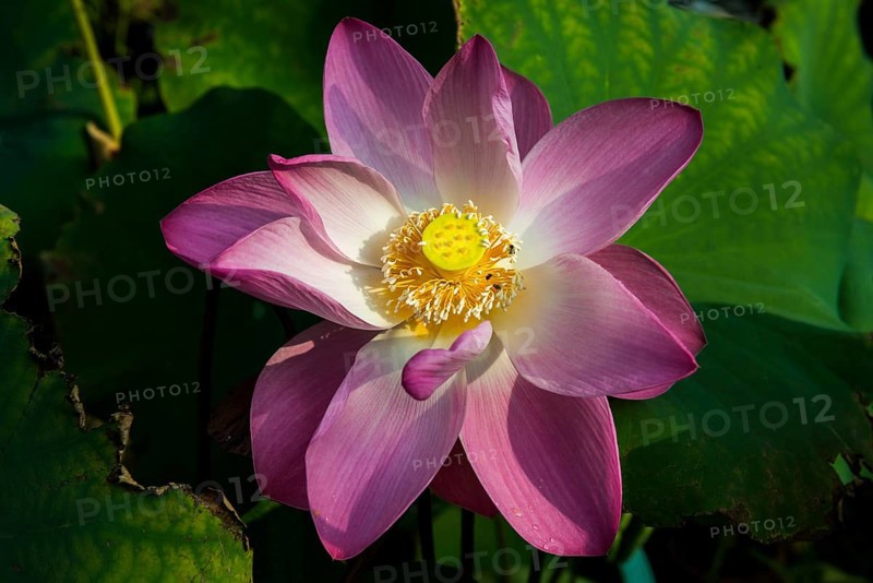 Lotus, Ko Chang, Koh Chang, Mu Ko Chang National Park, Trat, Thailand, Asia