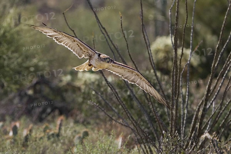 Ferruginous Hawk (Buteo regalis), Arizona, USA, North America