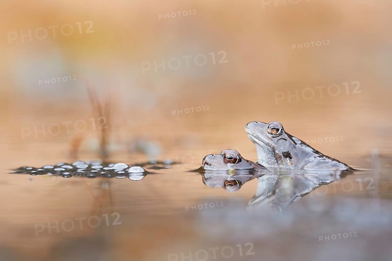 Common Frog (Rana temporaria) pair mating in spawning pond, Canton of Grisons, Switzerland, Europe