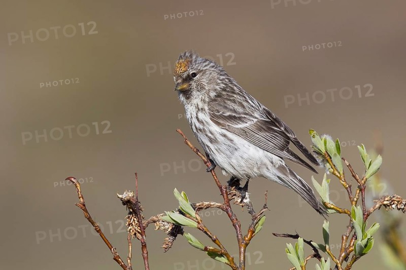 Common Redpoll (Acanthis flammea), Alaska, USA, North America