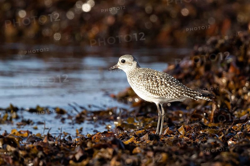 Grey Plover (Pluvialis squatarola) foraging, Smaland, Sweden, Europe