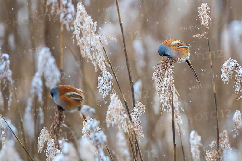 Bearded Reedling (Panurus biarmicus) two males perched in reedbed, Baden-Wuerttemberg, Germany, Europe