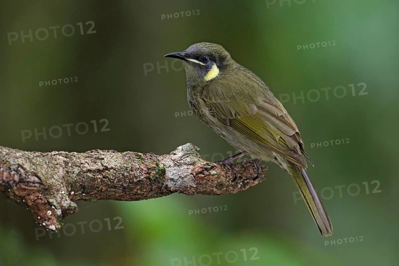 Lewin's Honeyeater (Meliphaga lewinii) perched on a branch, Queensland, Australia, Oceania