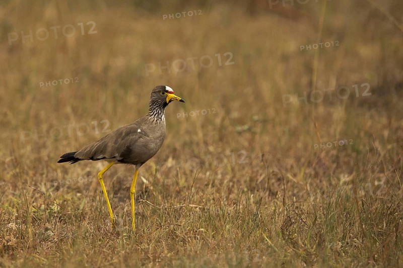 African Wattled Lapwing (Vanellus senegallus), Lake Mburo National Park, Uganda, Africa