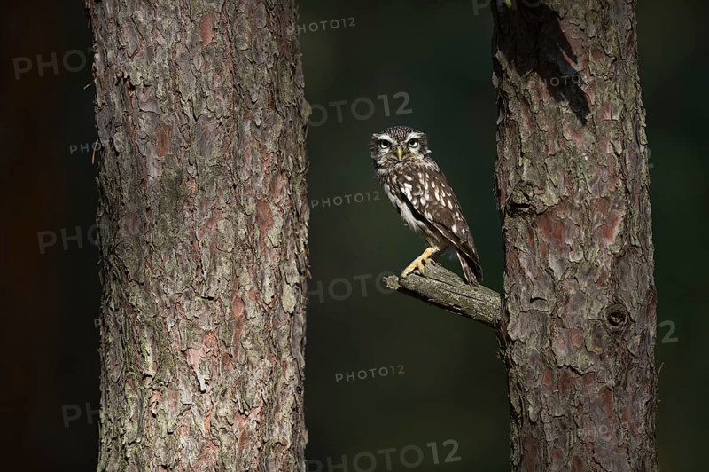 Little Owl (Athene noctua) perched on a tree, North Rhine-Westphalia, Germany, Europe
