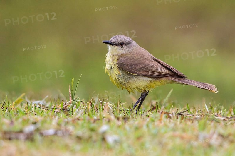 Cattle Tyrant (Machetornis rixosa) perched on the ground in the Atlantic rainforest of southeast Brazil