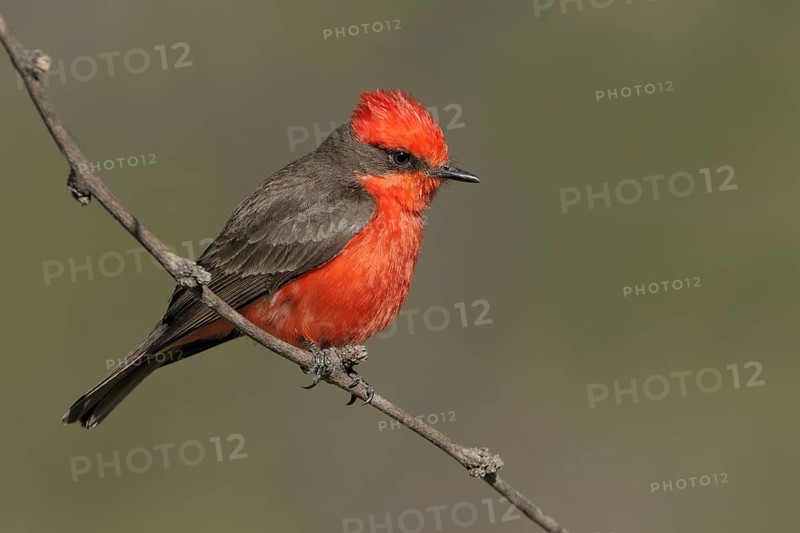 Vermilion Flycatcher (Pyrocephalus rubinus), Arizona, USA, North America