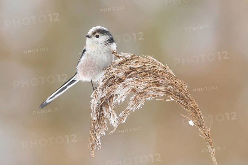 Long-tailed Tit (Aegithalos caudatus), Rhineland-Palatinate, Germany, Europe