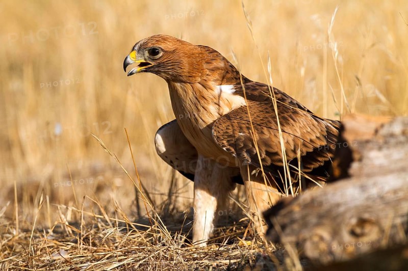 Booted Eagle (Hieraaetus pennatus) juvenile, Castile and Leon, Spain, Europe