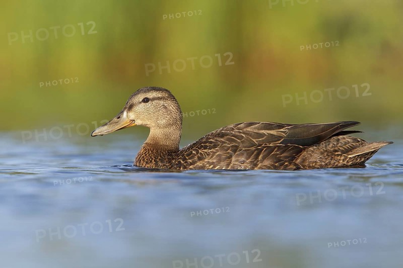 American Black Duck (Anas rubripes), Newfoundland, Canada, North America