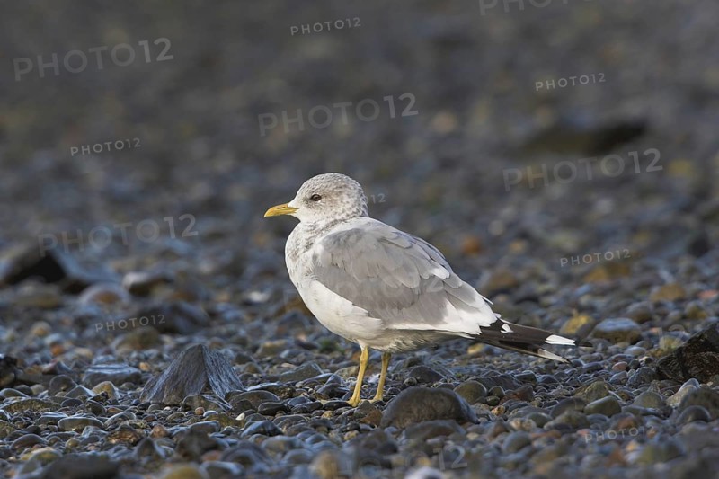Mew Gull (Larus canus), British Columbia, Canada, North America