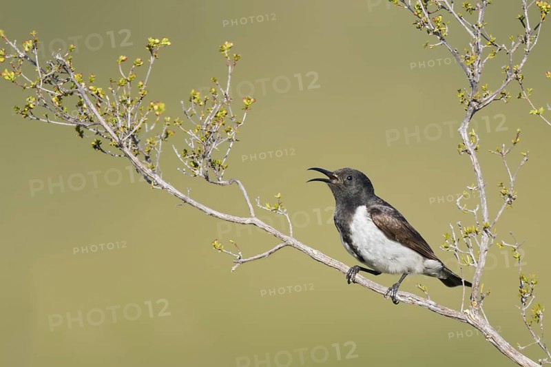 Black Honeyeater (Sugomel nigrum) singing, Western Australia, Australia, Oceania