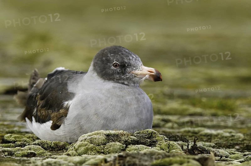 Dolphin Gull (Leucophaeus scoresbii), Falkland Islands, South America