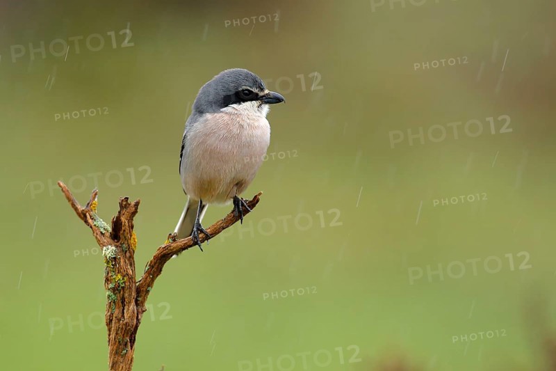Southern Grey Shrike (Lanius meridionalis) male perched on a branch in rain, Andalusia, Spain, Europe
