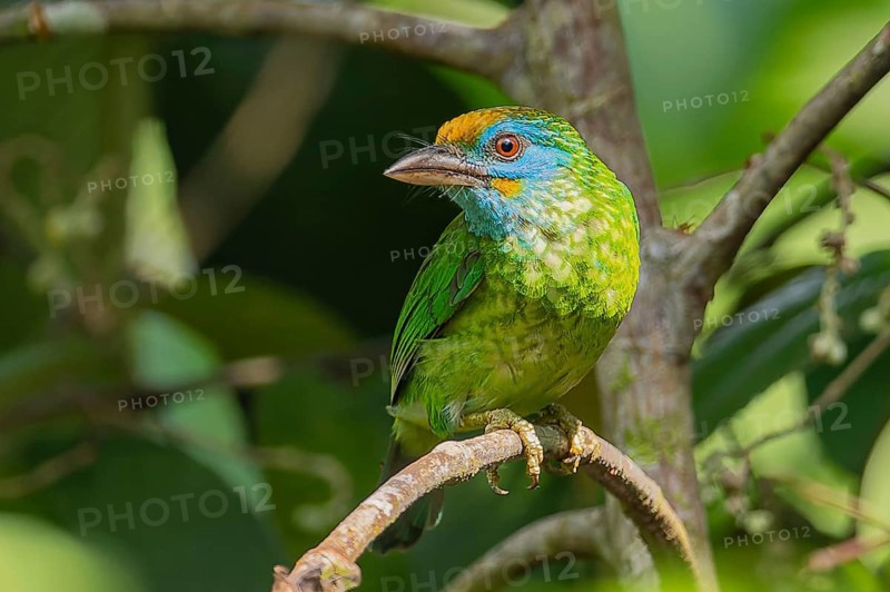 Yellow-fronted Barbet (Megalaima flavifrons) im Sinharaja Rain Forest