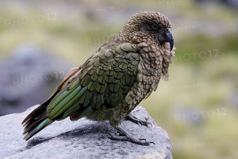 Kea (Nestor notabilis), New Zealand, Oceania