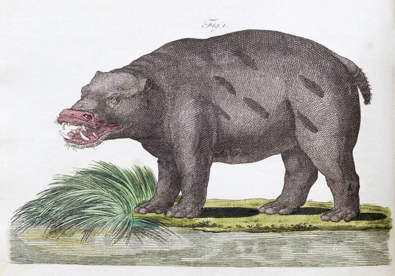 Hippopotamus or hippopotamus (Hippopotamus amphibius), hand-coloured copperplate engraving fromSatyr, hand-coloured copperplate engraving fromFriedrich Justin Bertuch's picture book for children, Vienna 1801