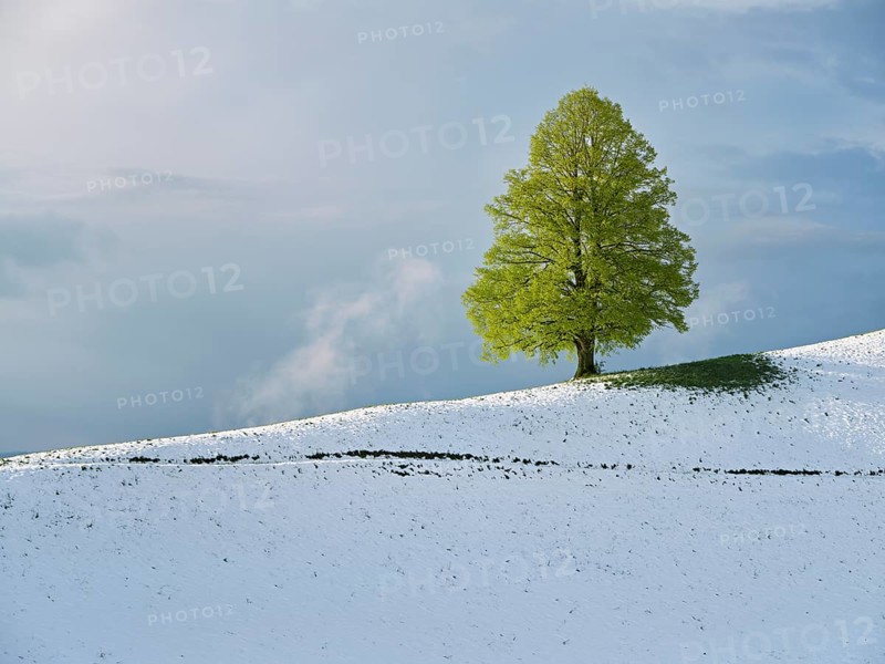 Solitary tree, lime tree (Tilia), standing on a snow-covered hill during leaf emergence, Neuheim, Canton Zug, Switzerland, Europe