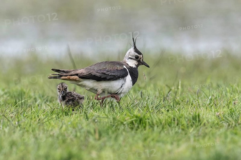 Lapwing (Vanellus vanellus) with young, Lower Saxony, Germany, Europe