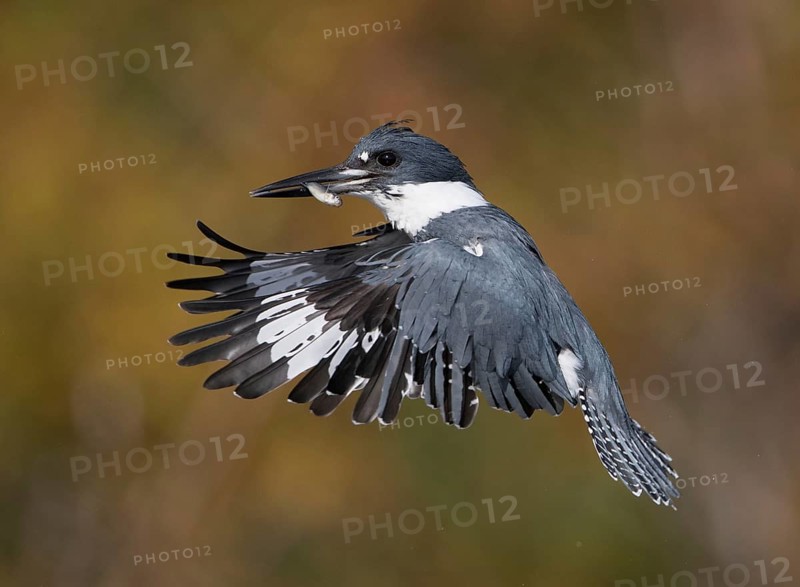 Belted Kingfisher (Megaceryle alcyon) male flying with fish prey in its beak, Florida, USA, North America