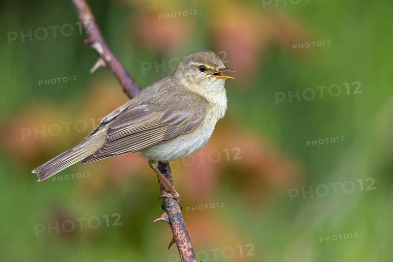 Willow Warbler (Phylloscopus trochilus) singing from a thorny branch, Poland, Europe