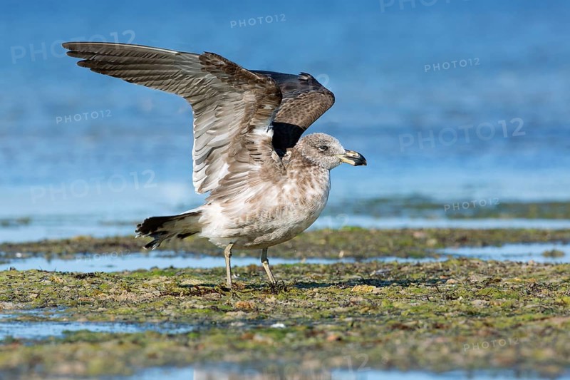 Pacific Gull (Larus pacificus georgii) juvenile flapping, South Australia, Australia, Oceania