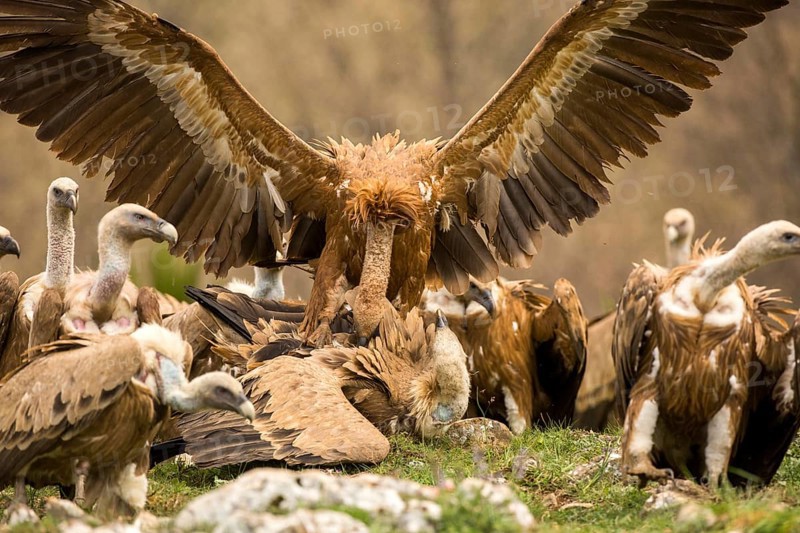 Griffon Vulture (Gyps fulvus) wrangling, Castile and Leon, Spain, Europe