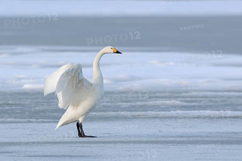 Tundra Swan (Cygnus columbianus bewickii) flapping, Netherlands
