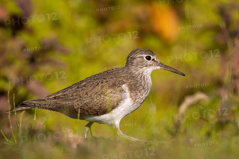 Common Sandpiper (Actitis hypoleucos), North Rhine-Westphalia, Germany, Europe