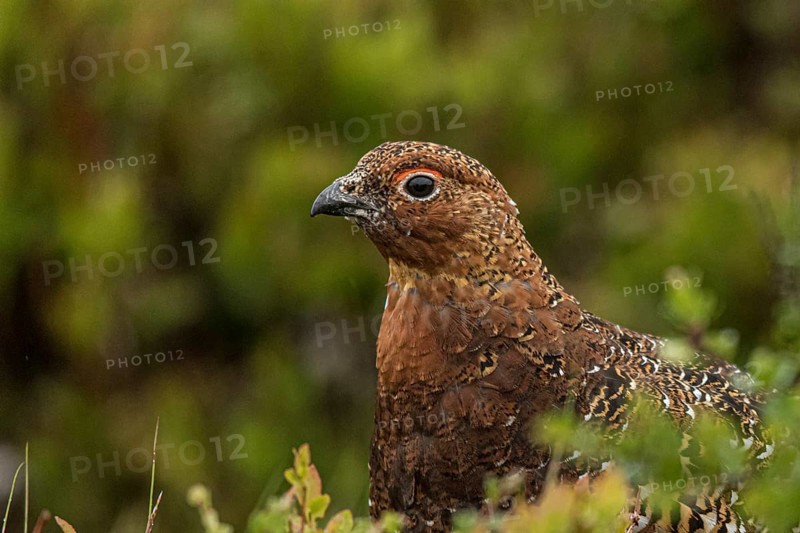 Willow Ptarmigan (Lagopus lagopus), Dalarna, Sweden, Europe