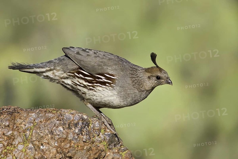 Gambel's Quail (Callipepla gambelii) female, Arizona, USA, North America
